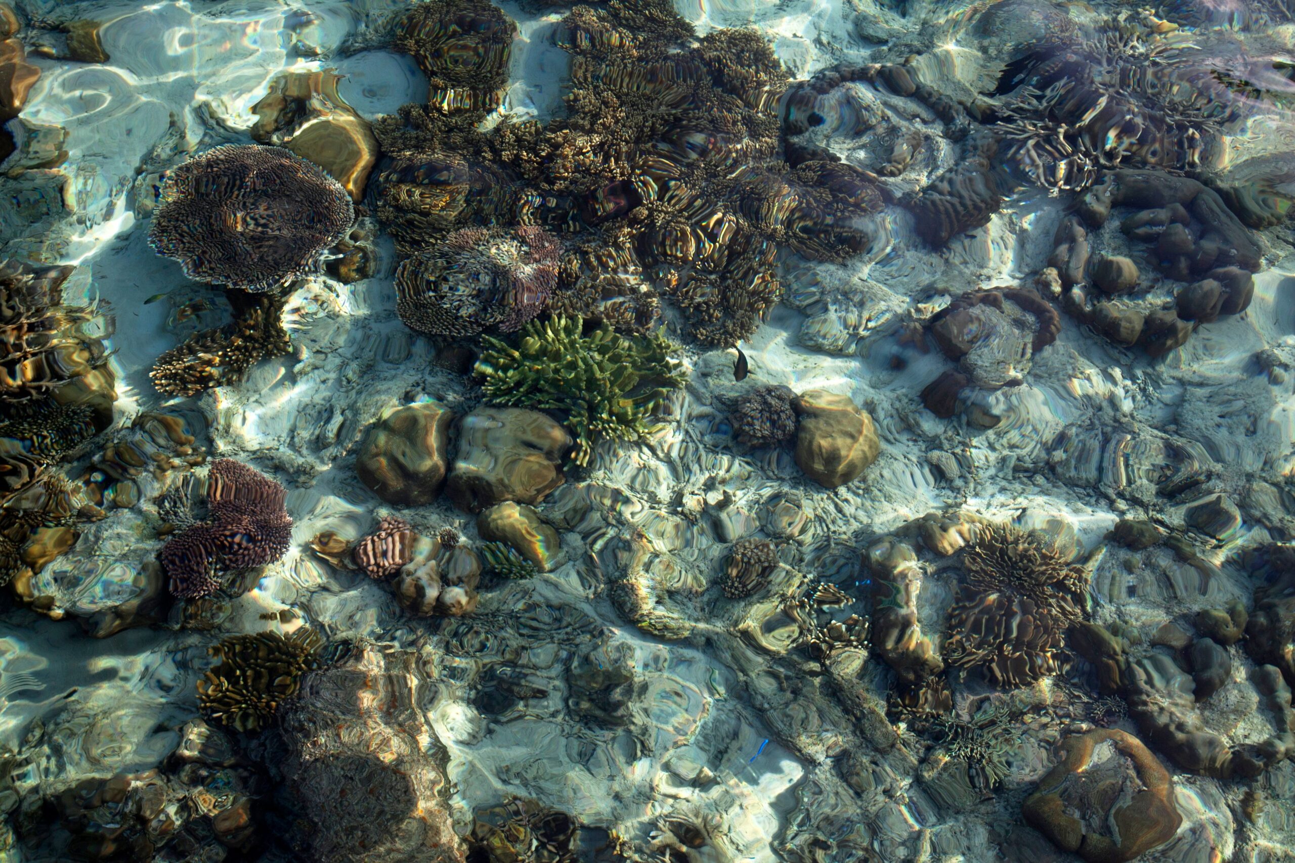 Coastal Communities Explore New Approaches to Protect Marine Ecosystems