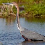 Restoration Projects Are Bringing Damaged Wetlands Back to Life
